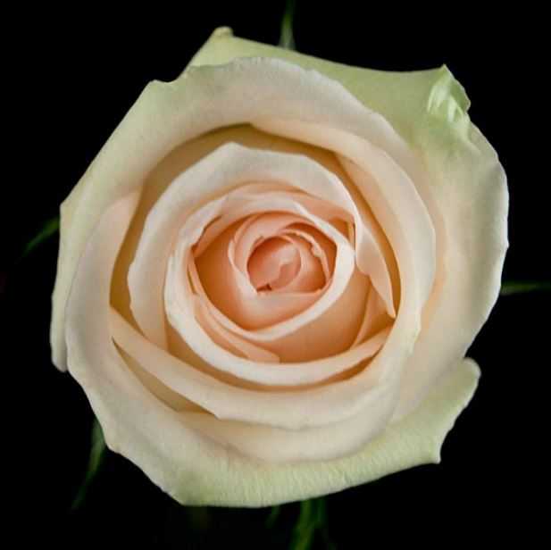 роза ла перла