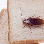 Что такое "Боракс" от тараканов?