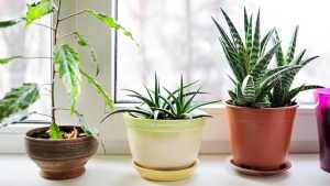 Комнатные растения, очищающие воздух: названия с фото, описание