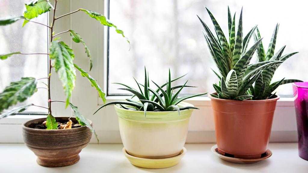 комнатные растения очищающие воздух в квартире
