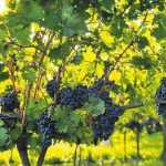 Сорт винограда "аттика": описание с фото