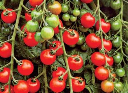 Как сажать помидоры черри