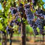 Виноград Голубок: описание сорта, посадка, выращивание и уход. Использование в виноделии и дизайне сада