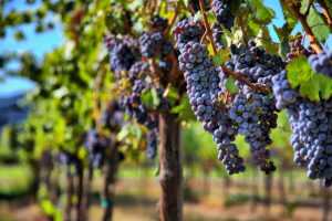 Виноград Голубок: описание сорта, посадка, выращивание и уход. Использование в виноделии и дизайне сада