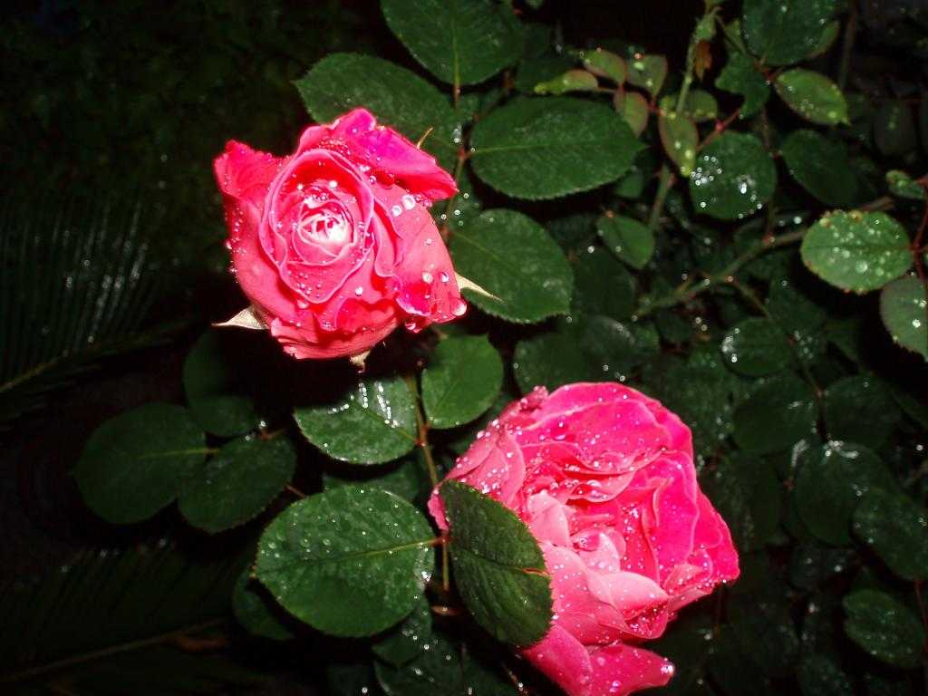 бенгальская роза комнатная виды фото