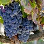 Сорт винограда Гарнача: описание, вкус, выращивание и уход, фото