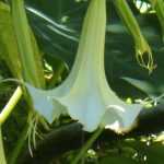 Цветок Труба ангела — бругмансия: описание, особенности выращивания
