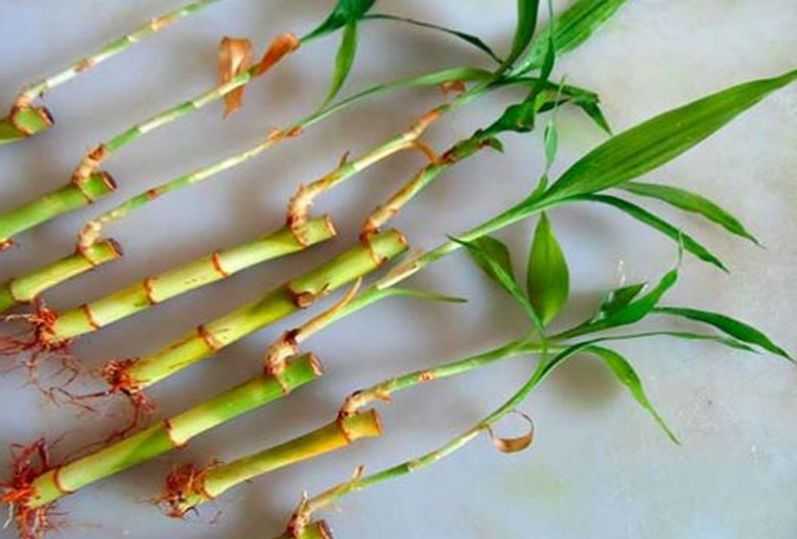 Как вырастить дома бамбук из черенка
