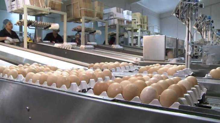 Обработка яиц