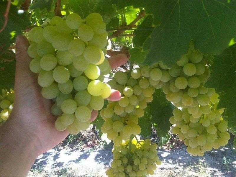 Грозди винограда 
