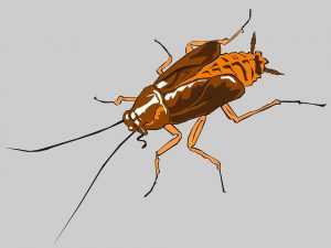 Какое средство от тараканов лучше: обзор производителей, особенности применения