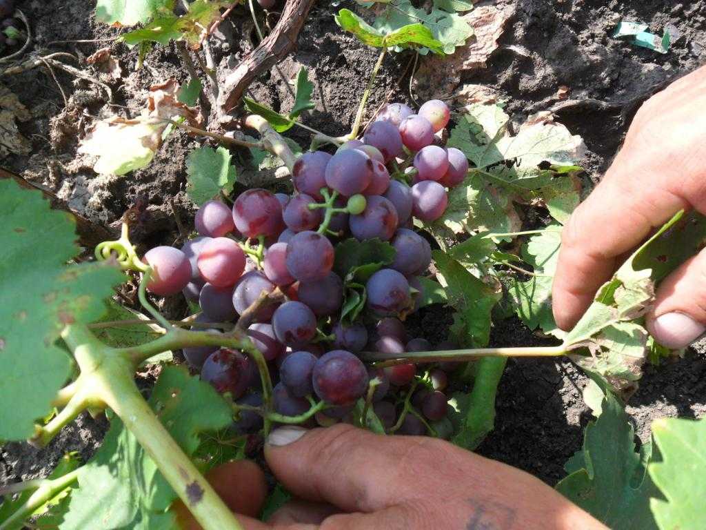 каталония виноград фото