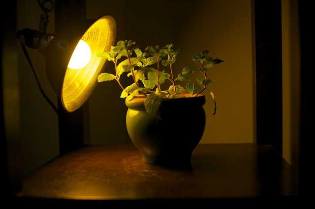 лампа для подсветки комнатных растений