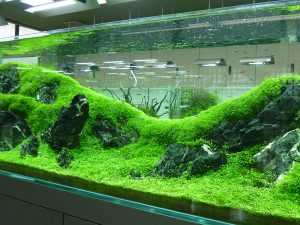 Кладофора в аквариуме: содержание, размножение и методы борьбы