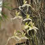 Орхидея "призрак": описание, особенности, размножение и уход