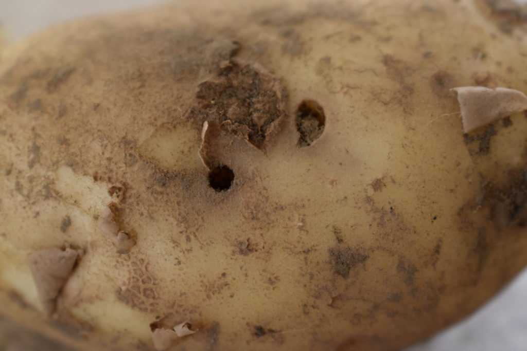 проволочник в картошке как избавиться осенью