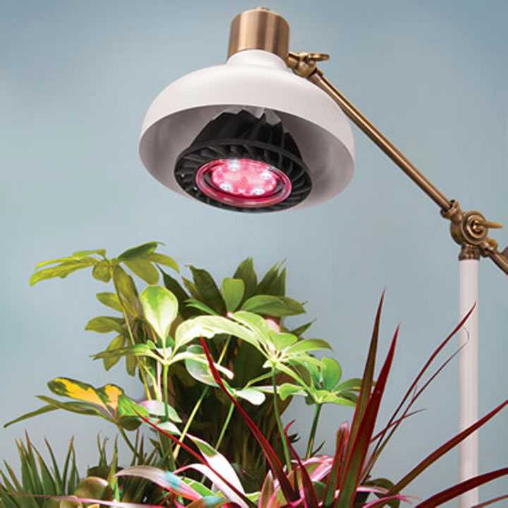 лампы для подсветки домашних растений
