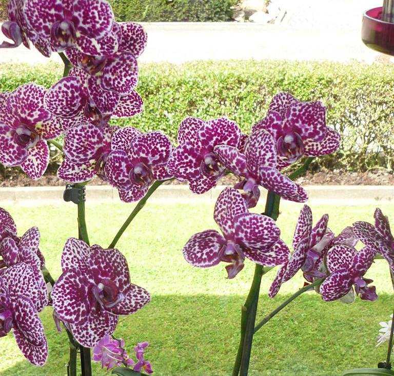 Орхидея фаленопсис 