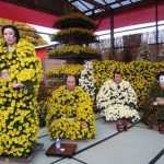 Японская хризантема: описание, особенности выращивания и размножения, фото