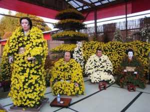 Японская хризантема: описание, особенности выращивания и размножения, фото