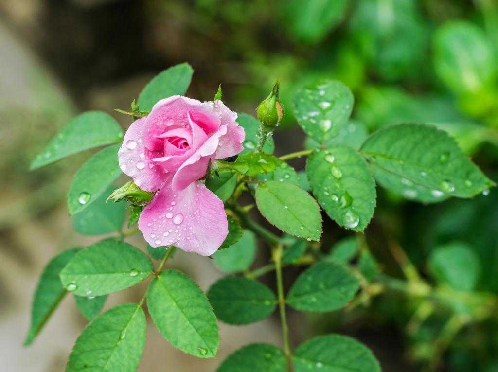роза бенгальская в летний период