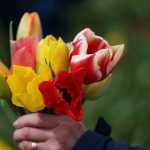 Как вырастить тюльпаны к 8 Марта: подготовка почвы, особенности посадки и полива, уход