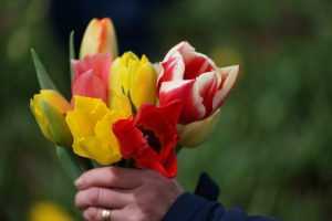 Как вырастить тюльпаны к 8 Марта: подготовка почвы, особенности посадки и полива, уход