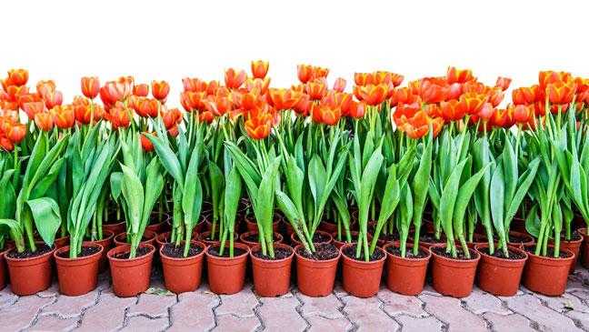 вырастить тюльпаны дома к 8 марта