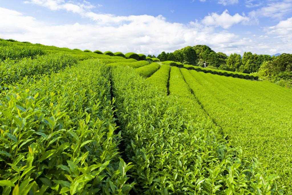 Чайные плантации сочи