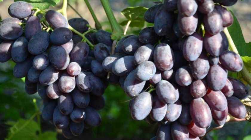 виноград каталония описание сорта
