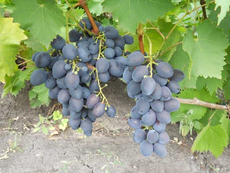 Гроздь винограда Голубок