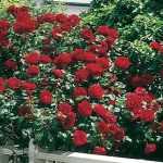 Бенгальская роза: виды, описание, выращивание и уход