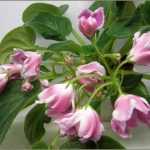 Фиалка "волшебный тюльпан": фото с описанием, особенности выращивания и полива, освещение