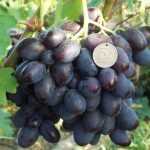 Виноград "каталония": фото и описание