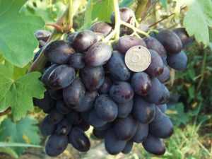Виноград "каталония": фото и описание