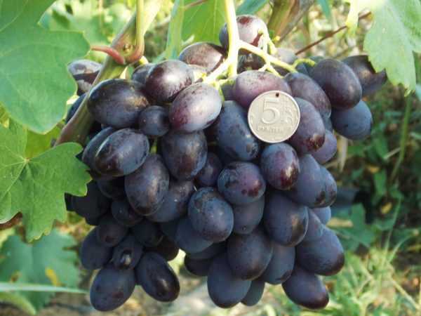 виноград каталония фото описание