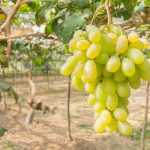 Виноград Сицилия: особенности сорта и уход