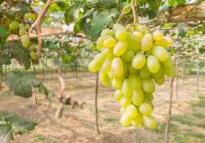 Виноград Сицилия: особенности сорта и уход