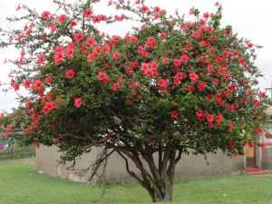 Почему гибискус - "цветок смерти? Отзывы о выращивании китайской розы в домашних условиях