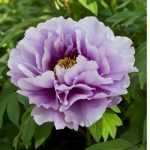 Фиолетовый пион: описание сорта, особенности выращивания, фото