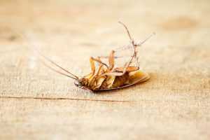 Порошок "Супер Фас" от тараканов: отзывы, инструкция по применению