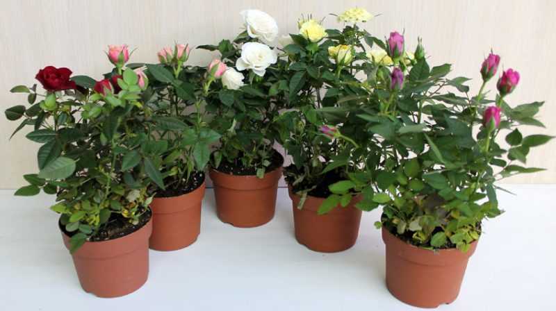 бенгальские розы для выращивания в комнатных условиях