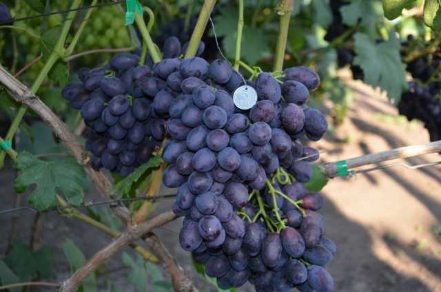 виноград каталония описание