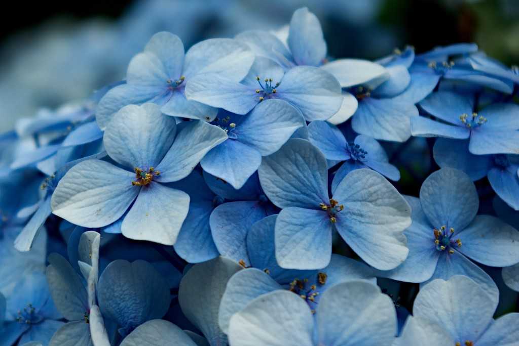 Голубые соцветия