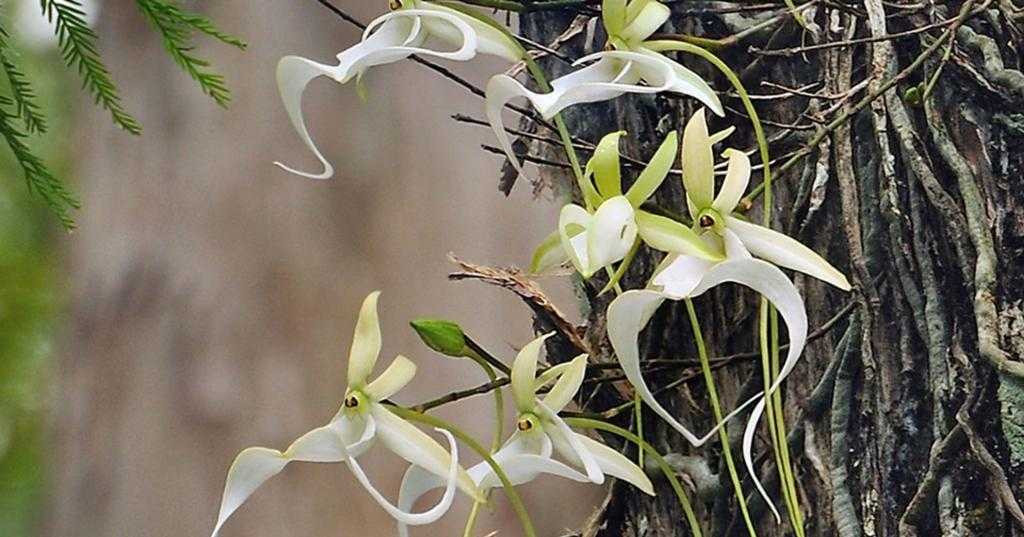 Цветок орхидея
