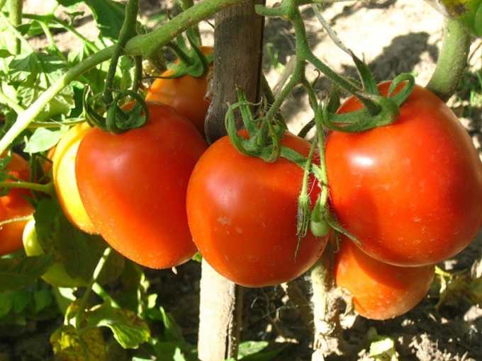 Как вырастить хороший урожай помидоров