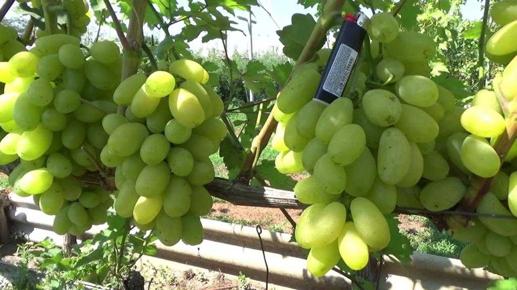 виноград Сицилия