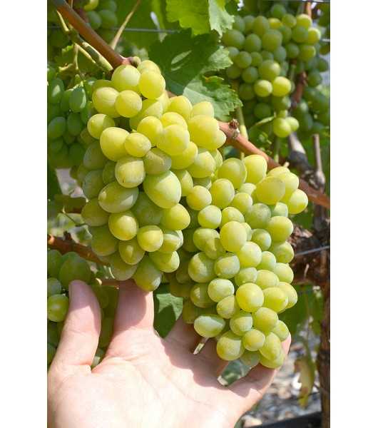 сорт винограда Фрумоаса Албэ
