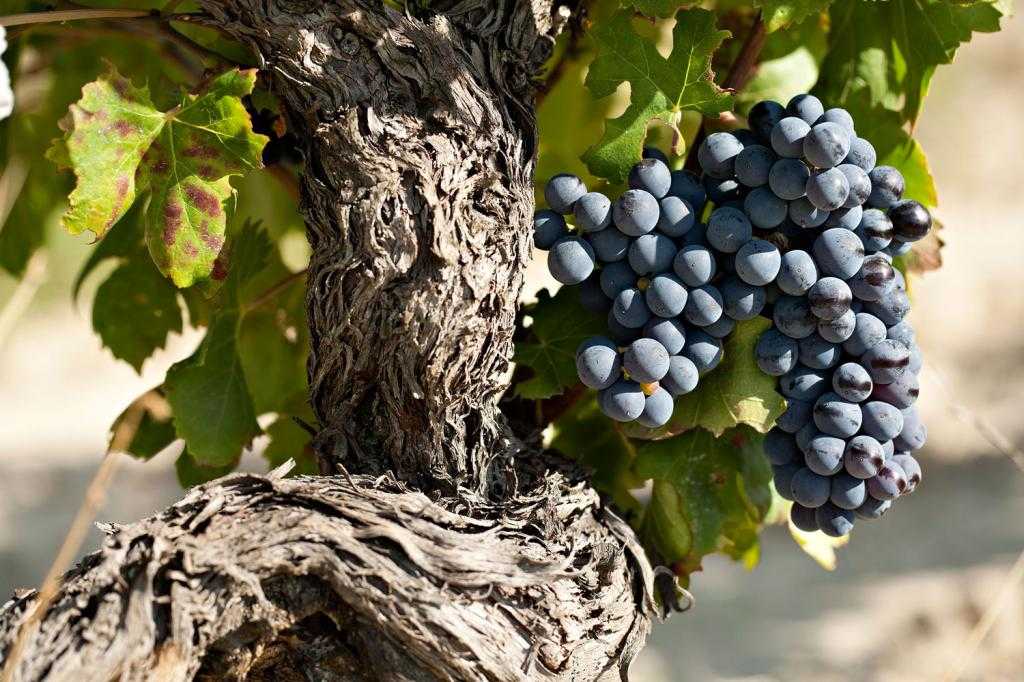 Гарнача сорт винограда вино