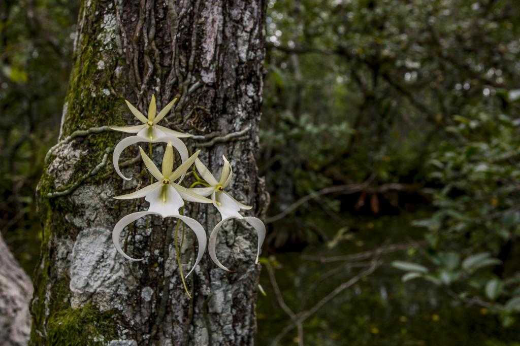 Орхидея Призрак